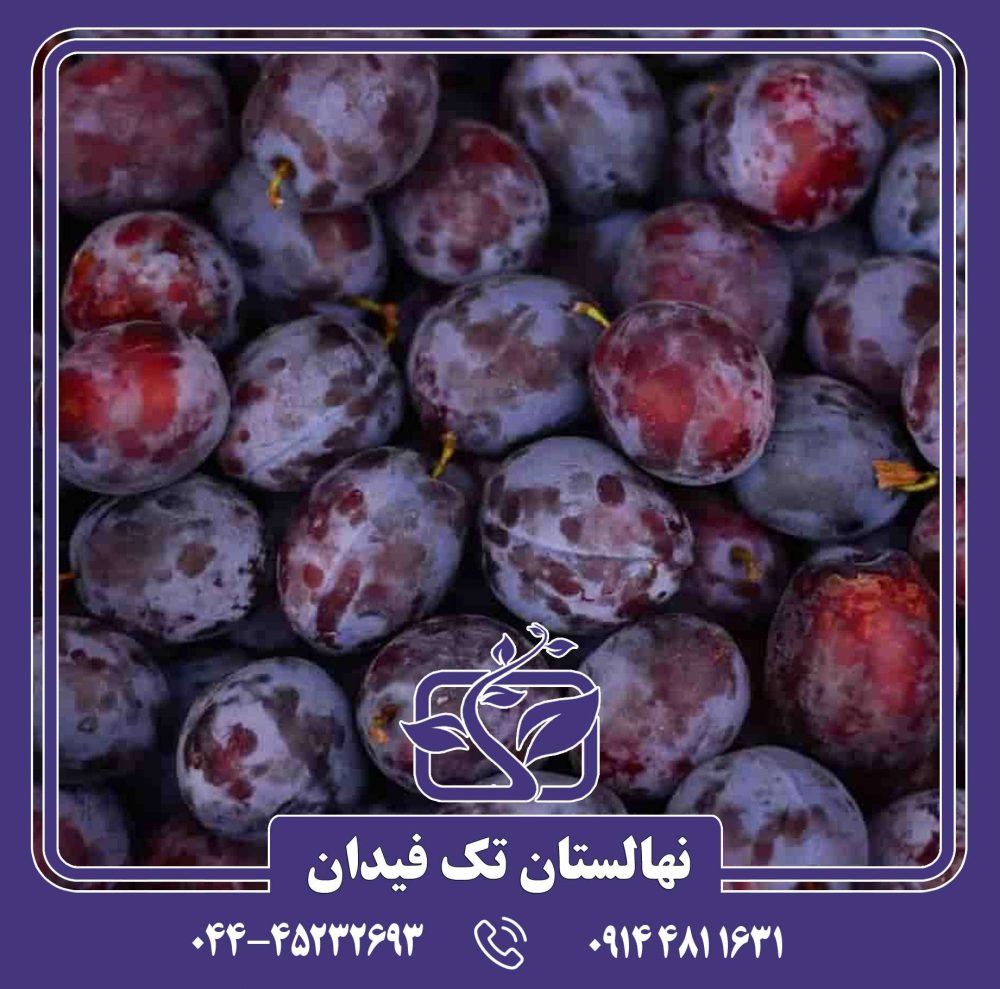 نهال آلو دامسون