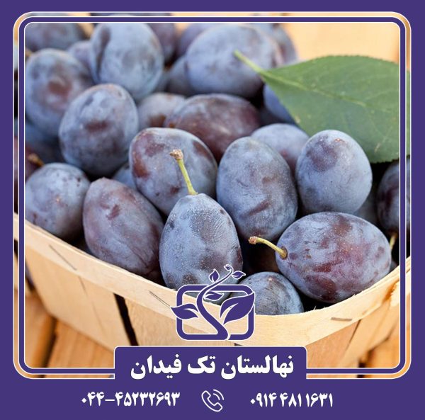 نهال آلو دامسون