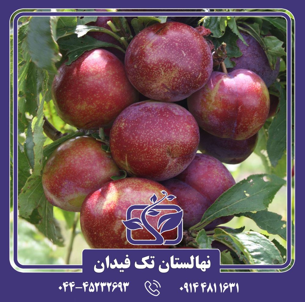 نهال آلو روبی کویین