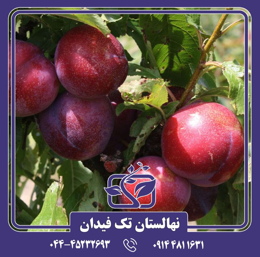 نهال آلو روبی کویین