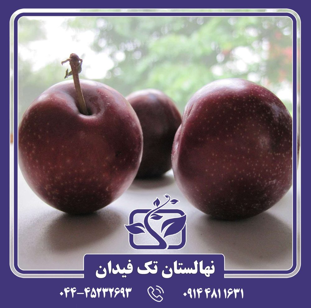 نهال آلو روبی کویین