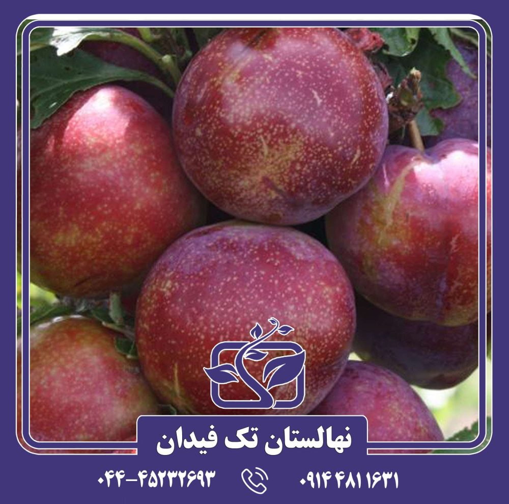 نهال آلو روبی کویین