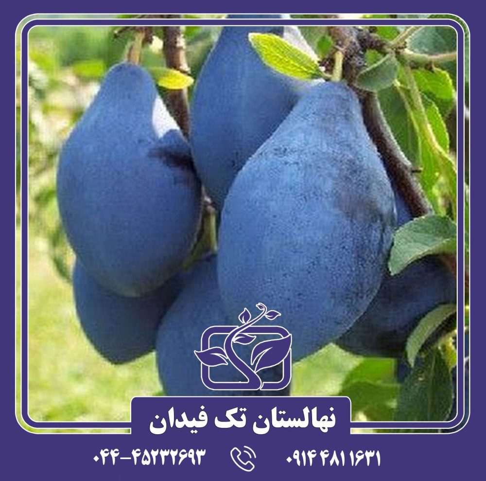 نهال آلو رویال بلک