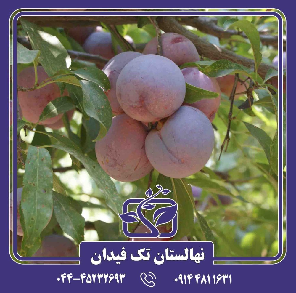 نهال آلو سانتاروسا