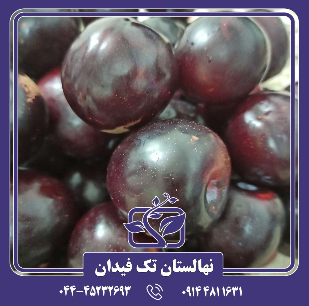 نهال آلو سانتاروسا