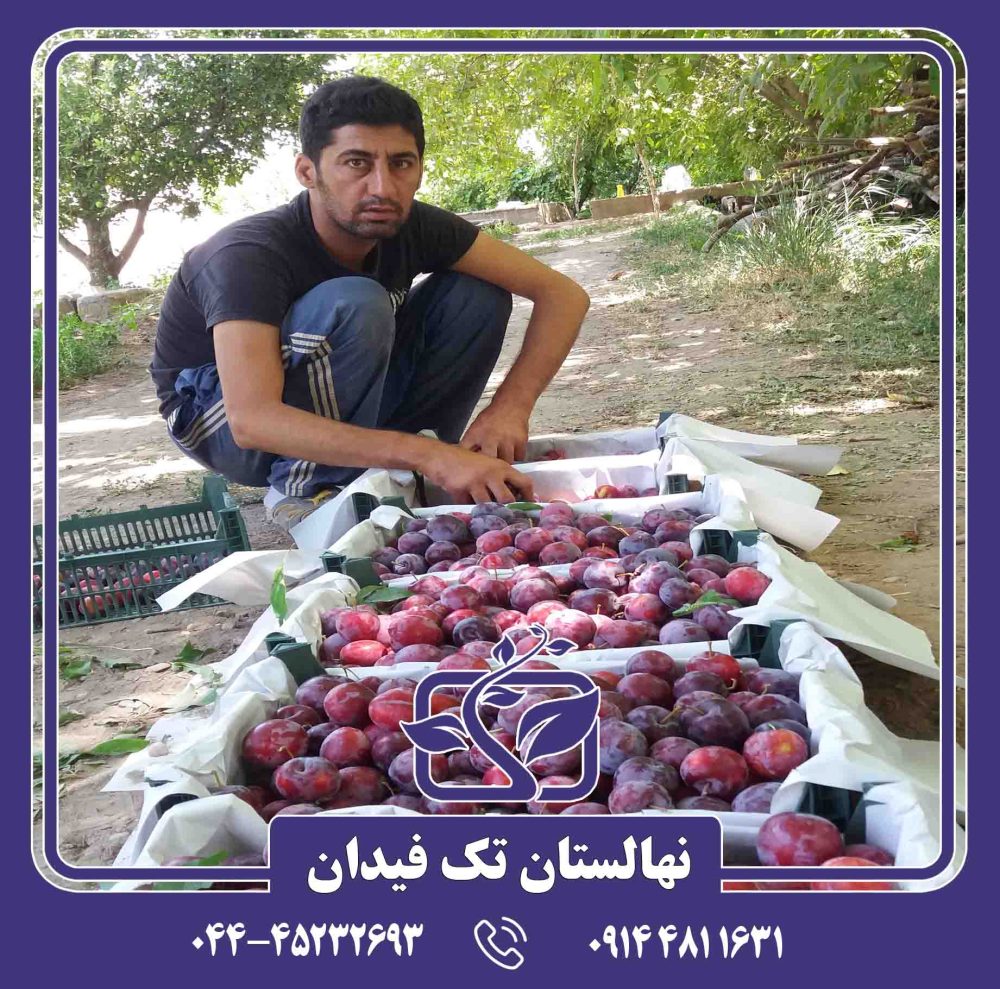 نهال آلو سانتاروسا