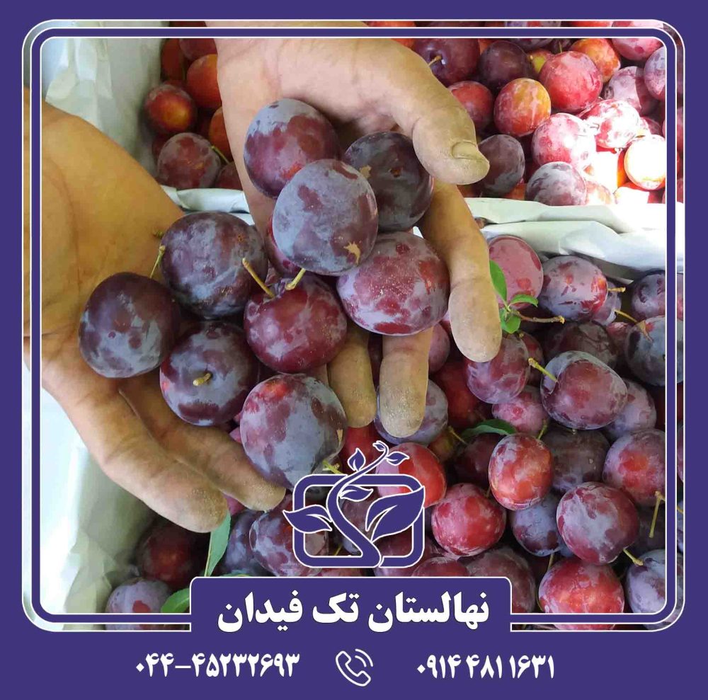 نهال آلو سانتاروسا