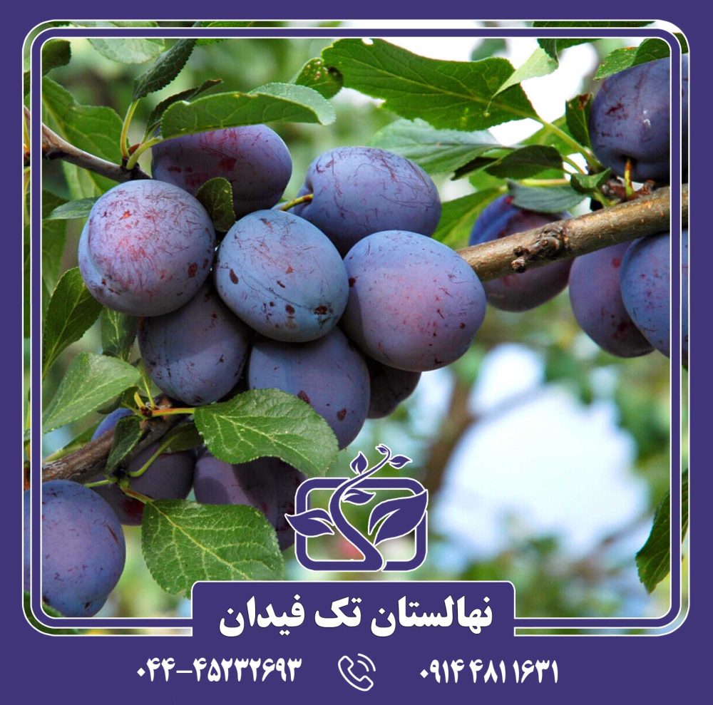 نهال آلو سزار