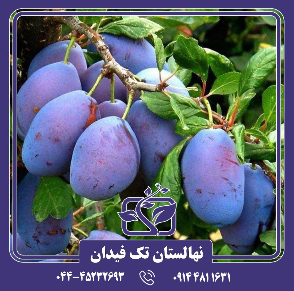 نهال آلو سزار