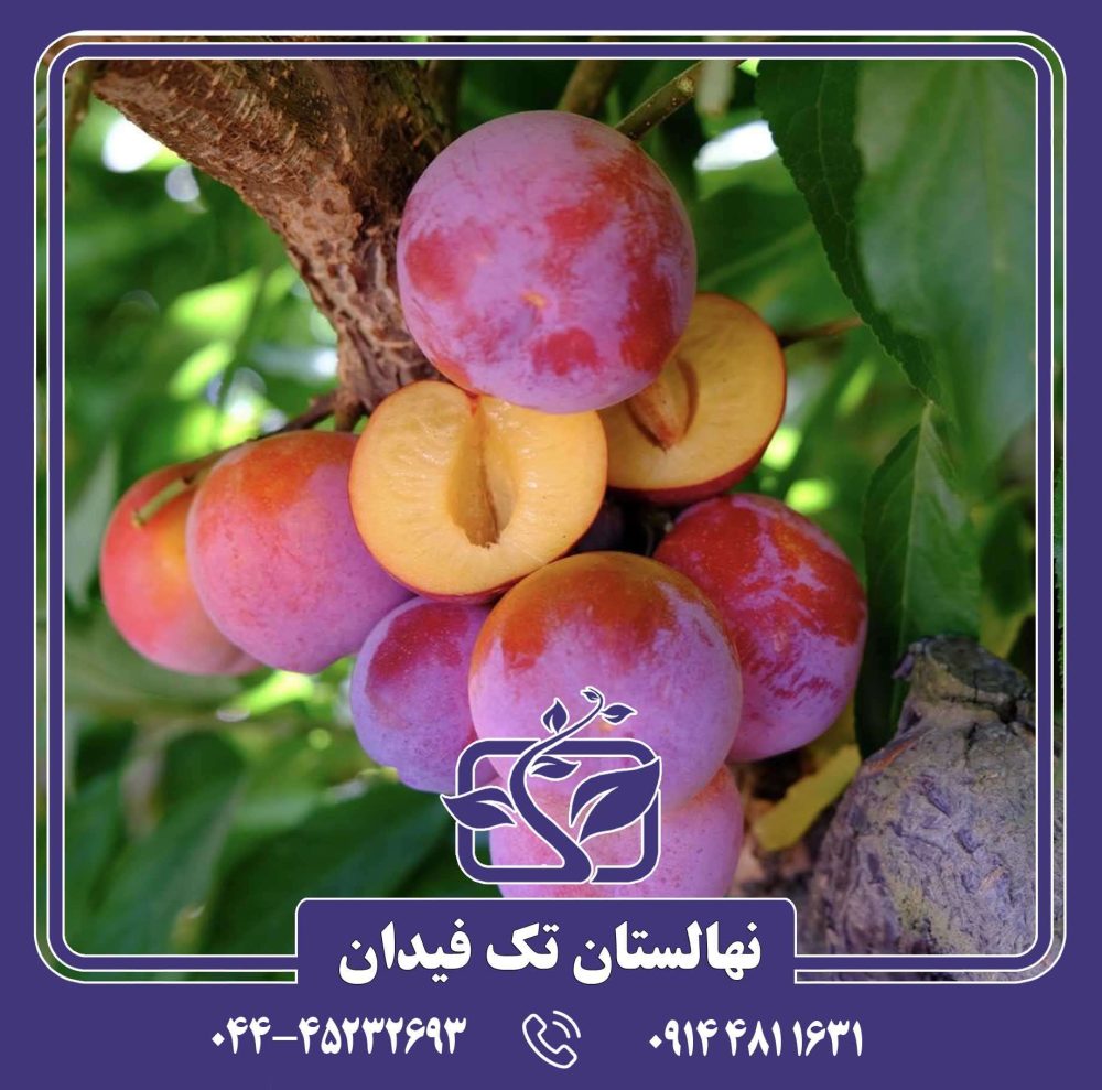 نهال آلو سیمکا