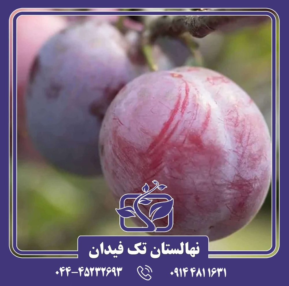 نهال آلو سیمکا