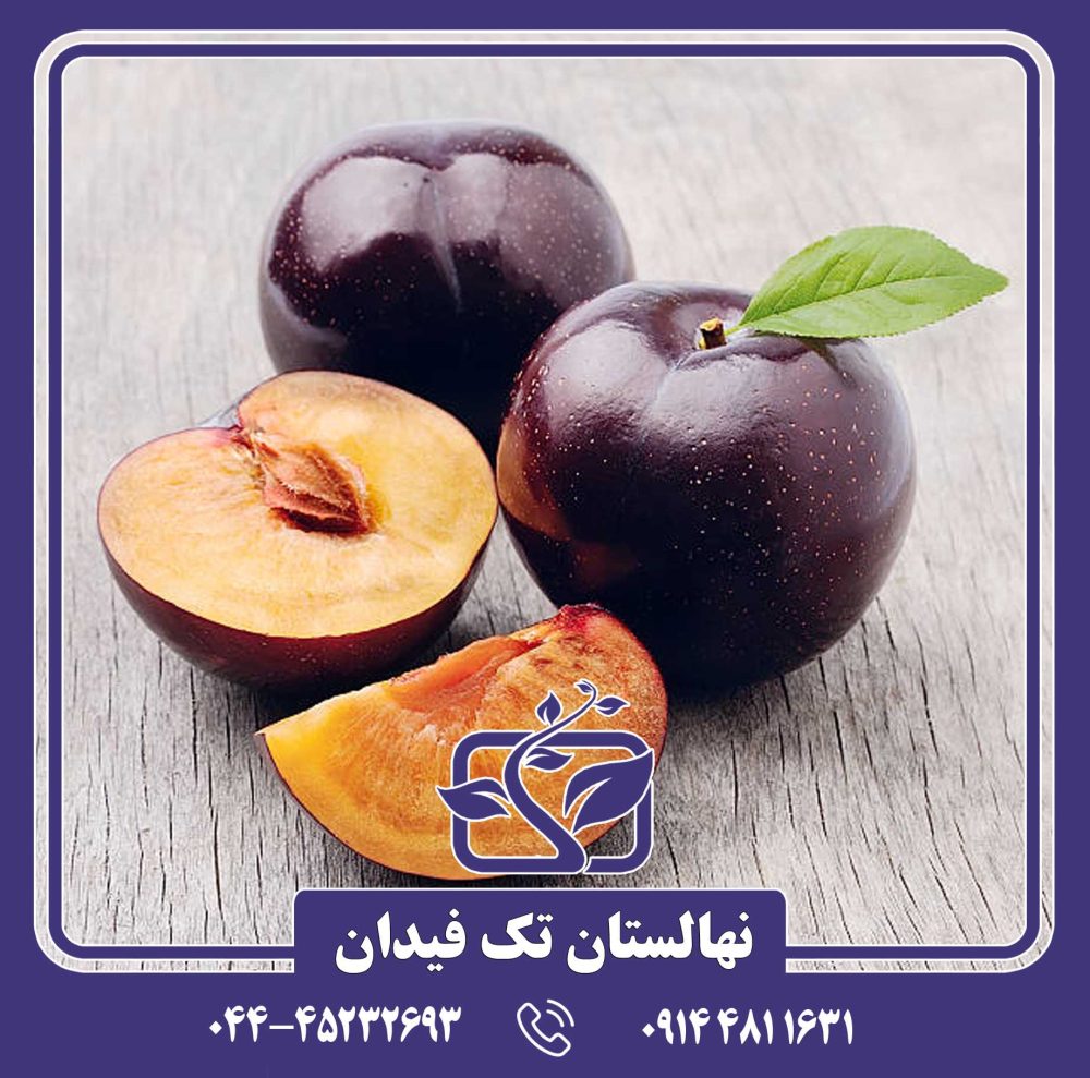 نهال آلو سیمکا