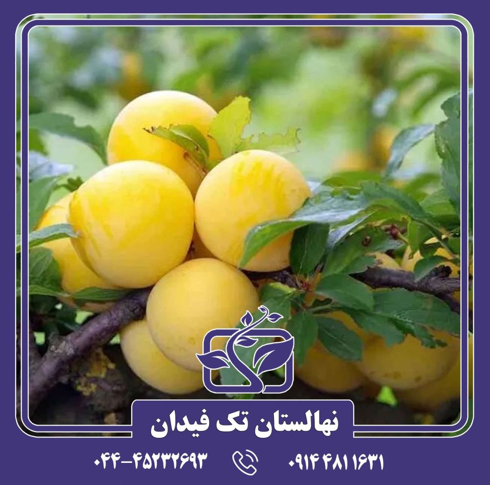 نهال آلو شایرو