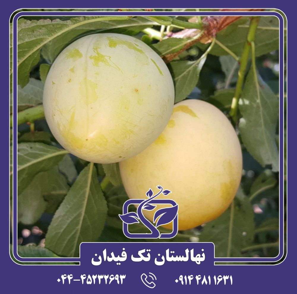 نهال آلو شایرو