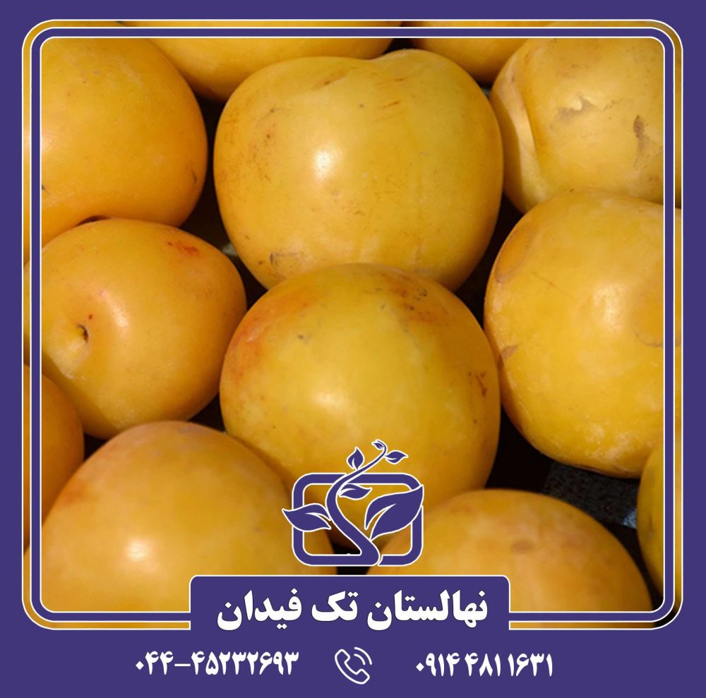 نهال آلو شایرو