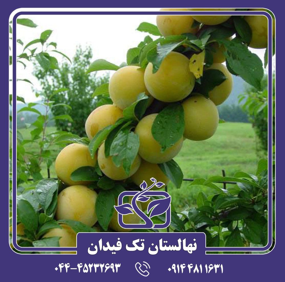 نهال آلو شایرو