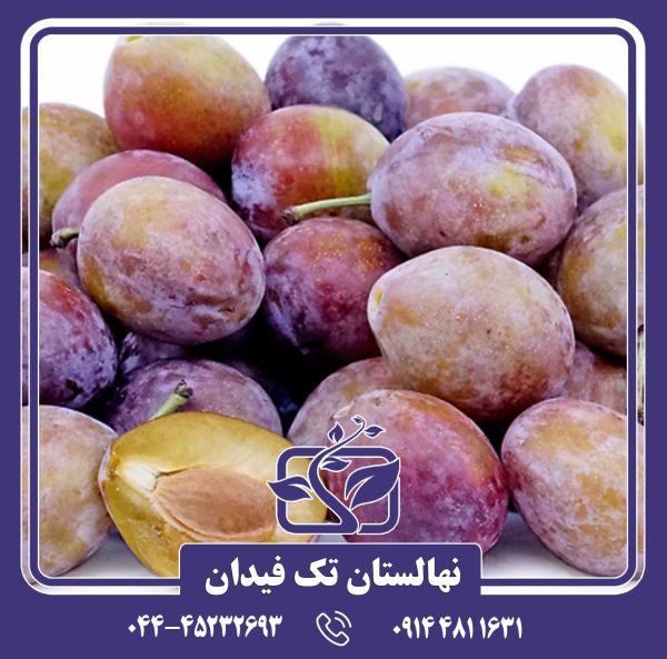 نهال آلو شوگر