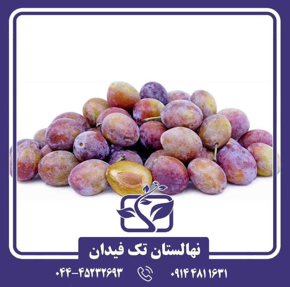 نهال آلو شوگر