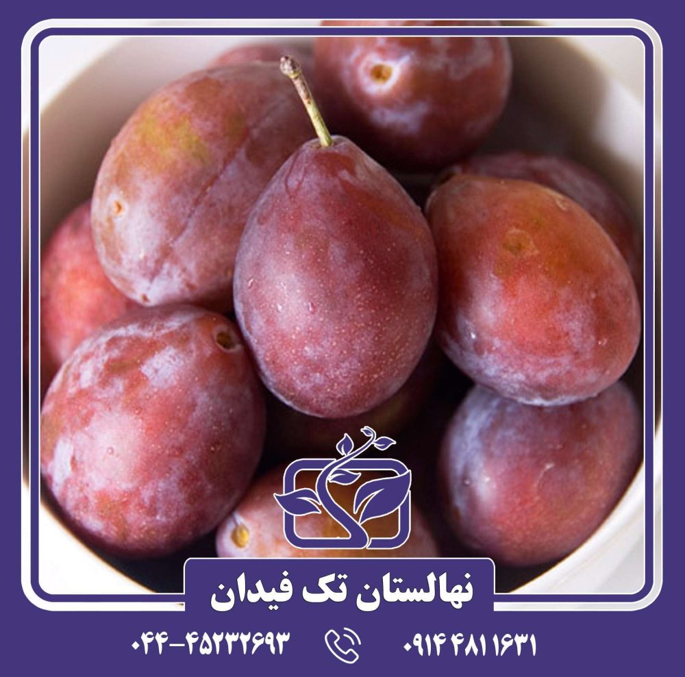 نهال آلو شوگر