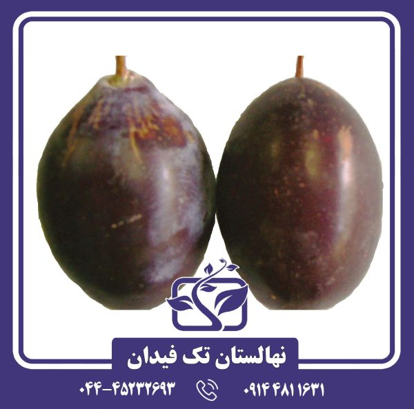 نهال آلو غلامان