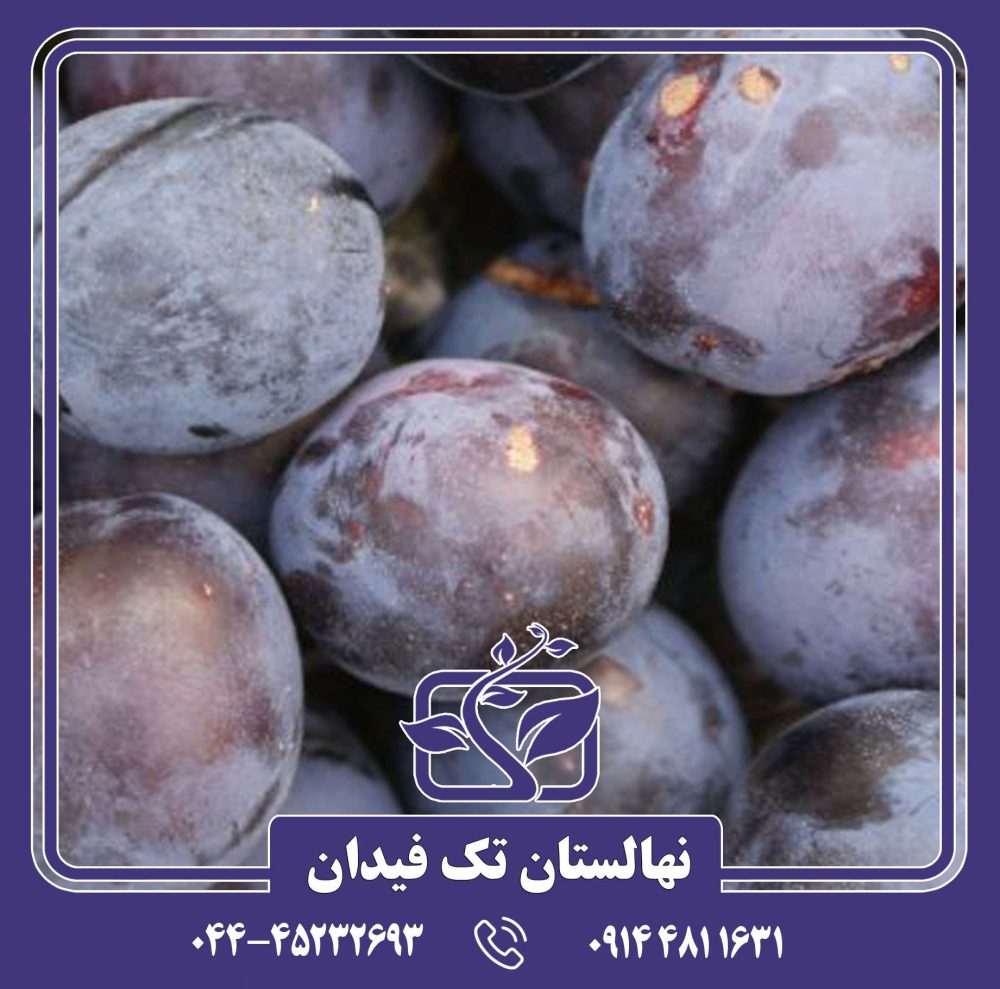 نهال آلو پروفیلی زودرس