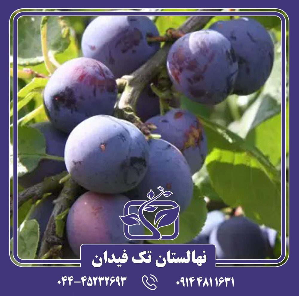 نهال آلو پروفیلی زودرس