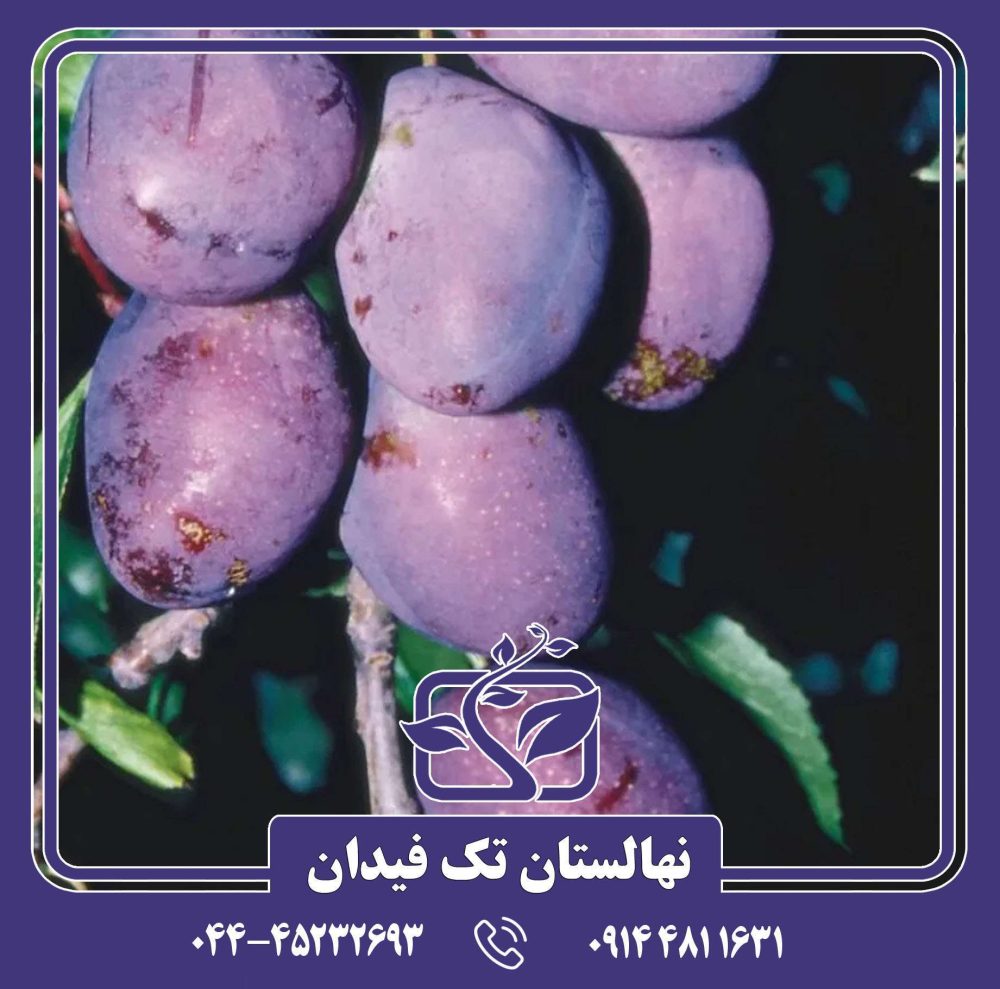 نهال آلو پروفیلی زودرس