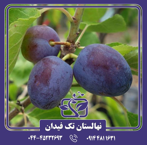 نهال آلو پروفیلی زودرس