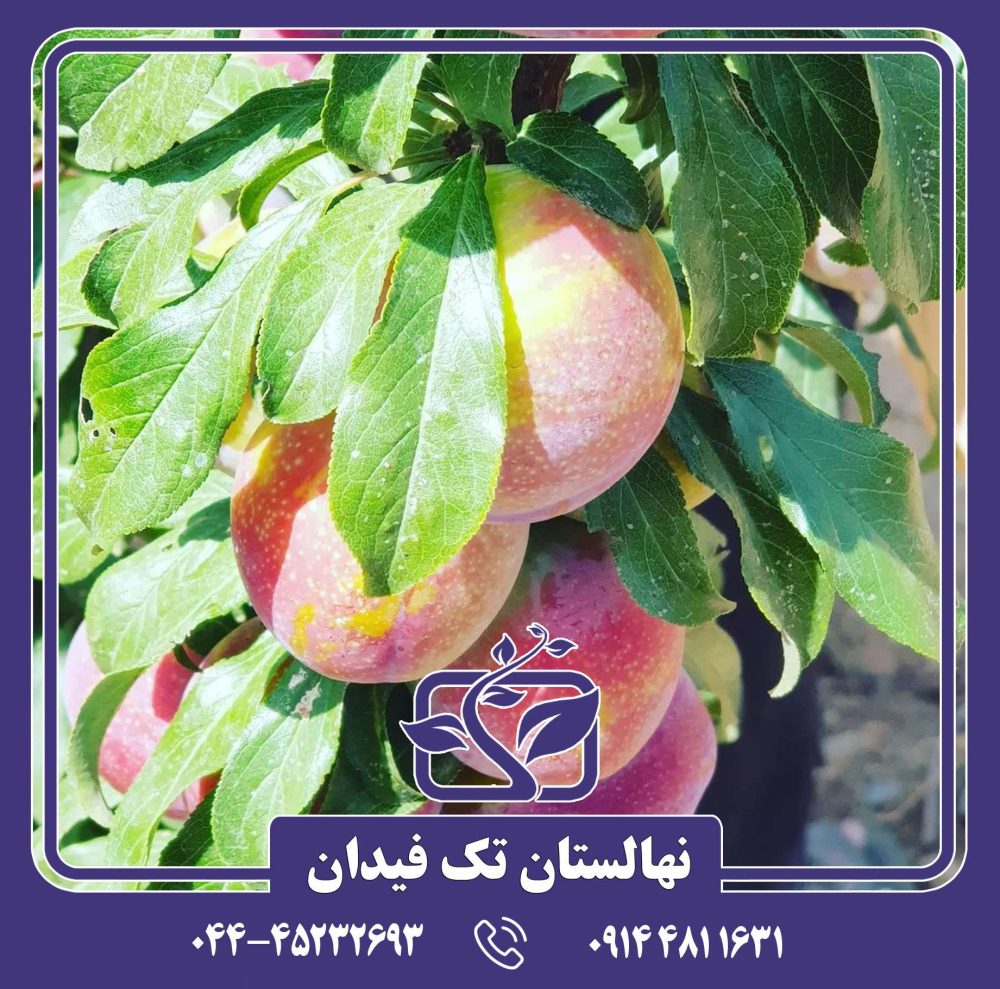 نهال آلو کوئین رز