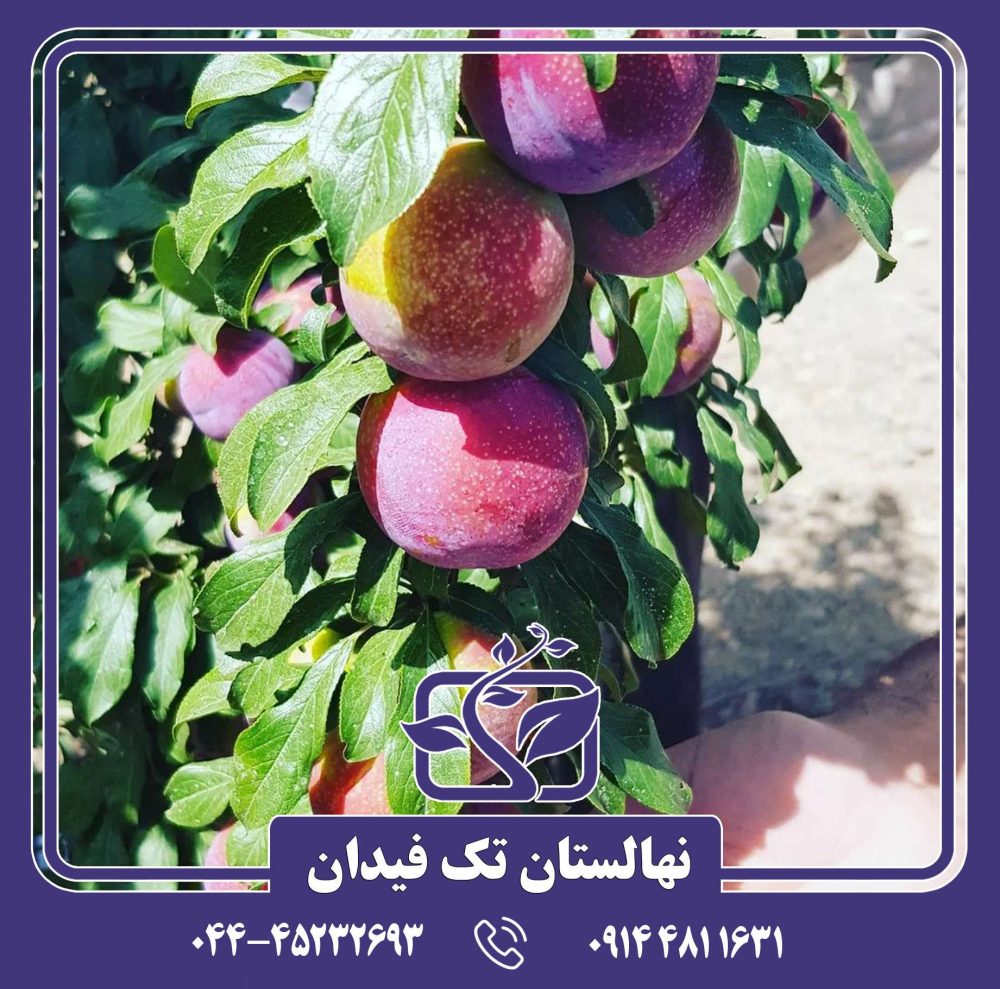 نهال آلو کوئین رز