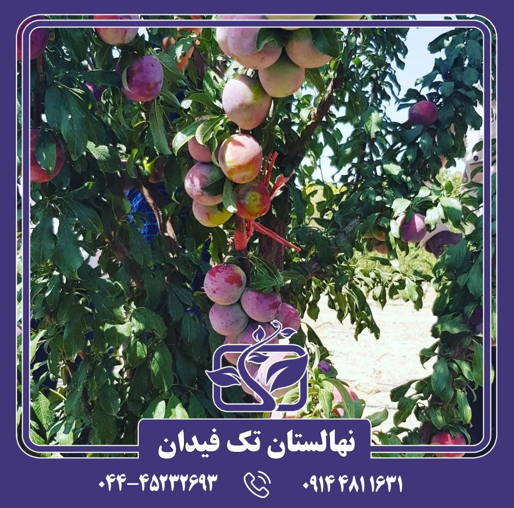 نهال آلو کوئین رز