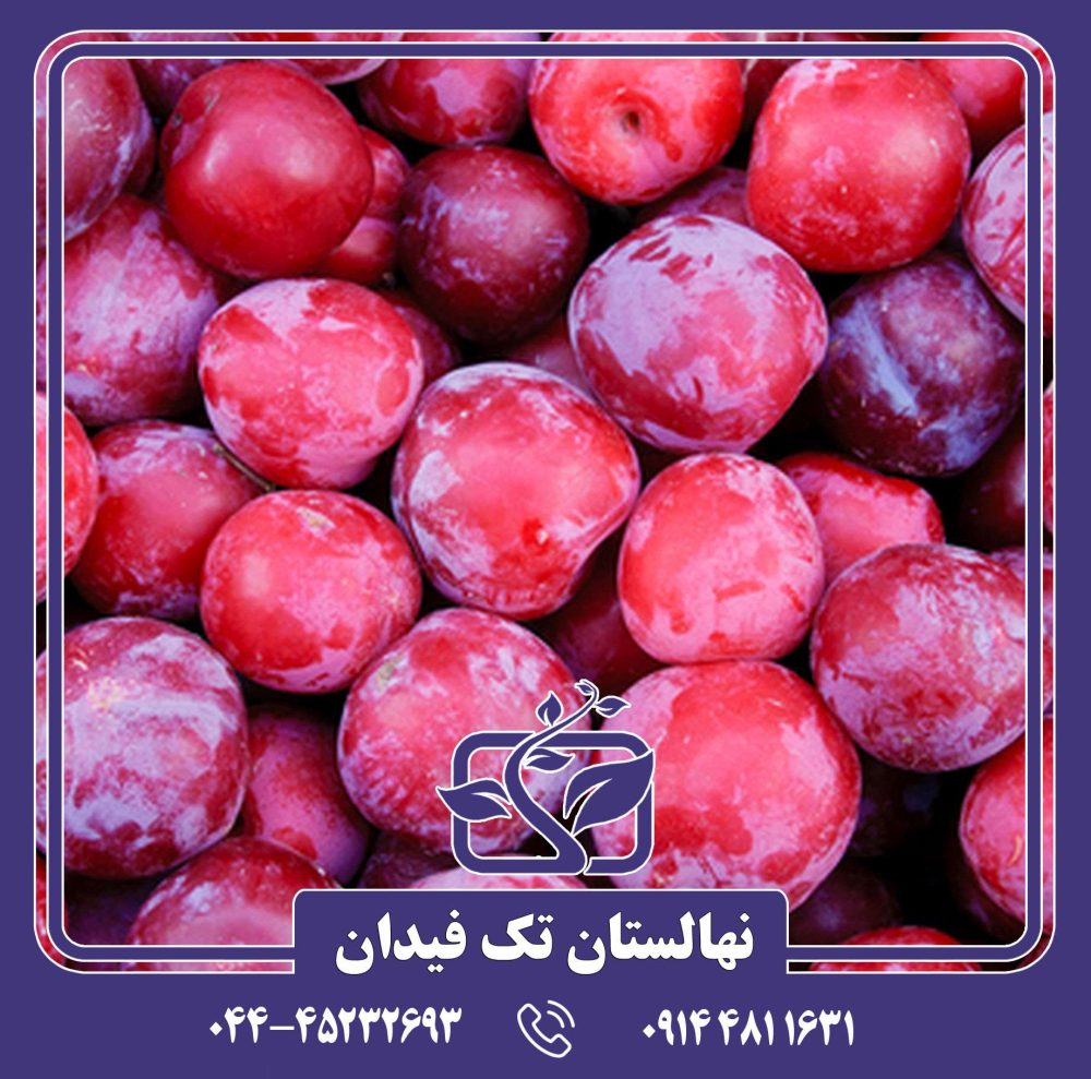 نهال آلو کوئین رز