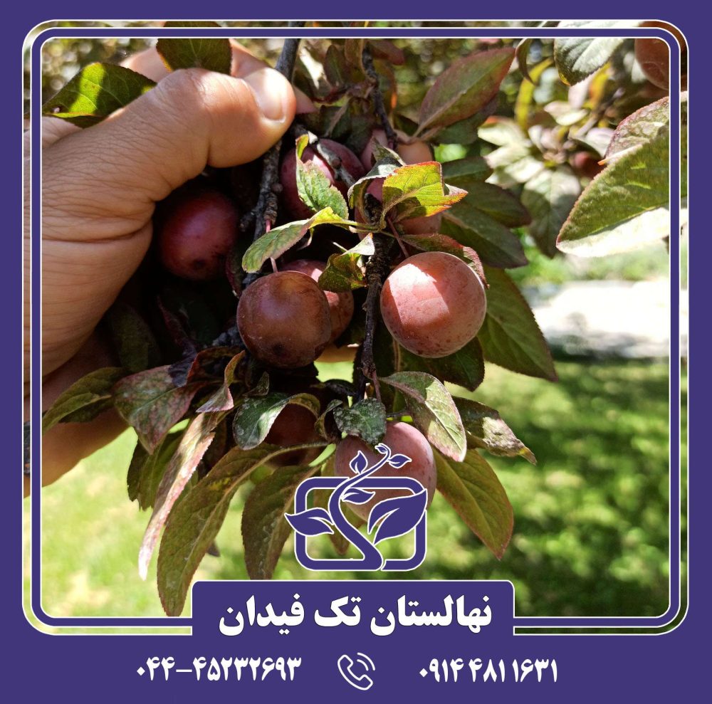 نهال آلوچه تاماریلو