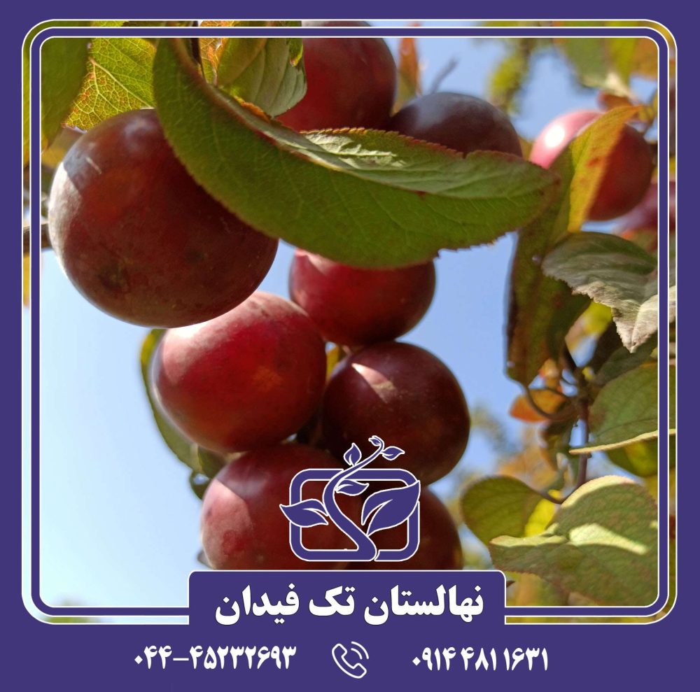 نهال آلوچه تاماریلو