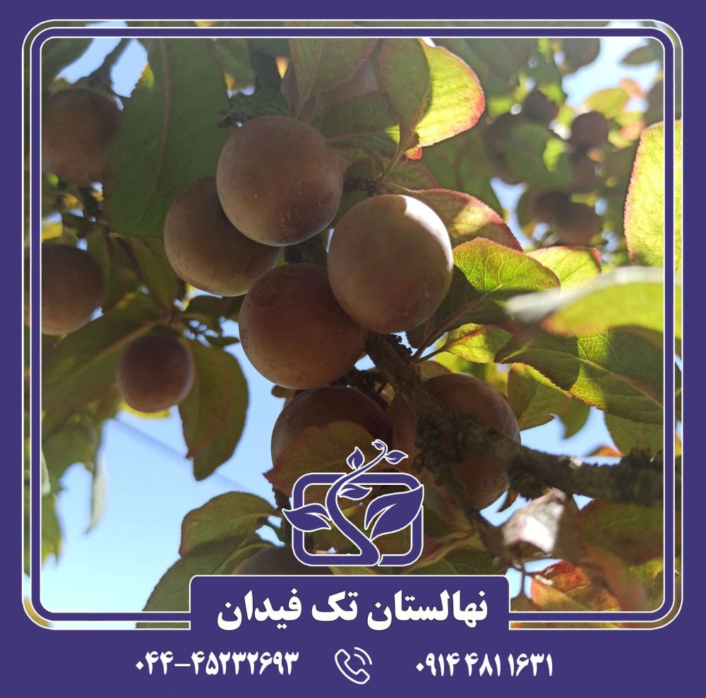 نهال آلوچه تاماریلو