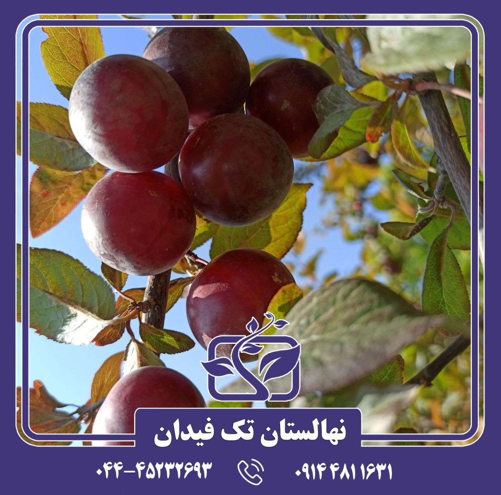 نهال آلوچه تاماریلو