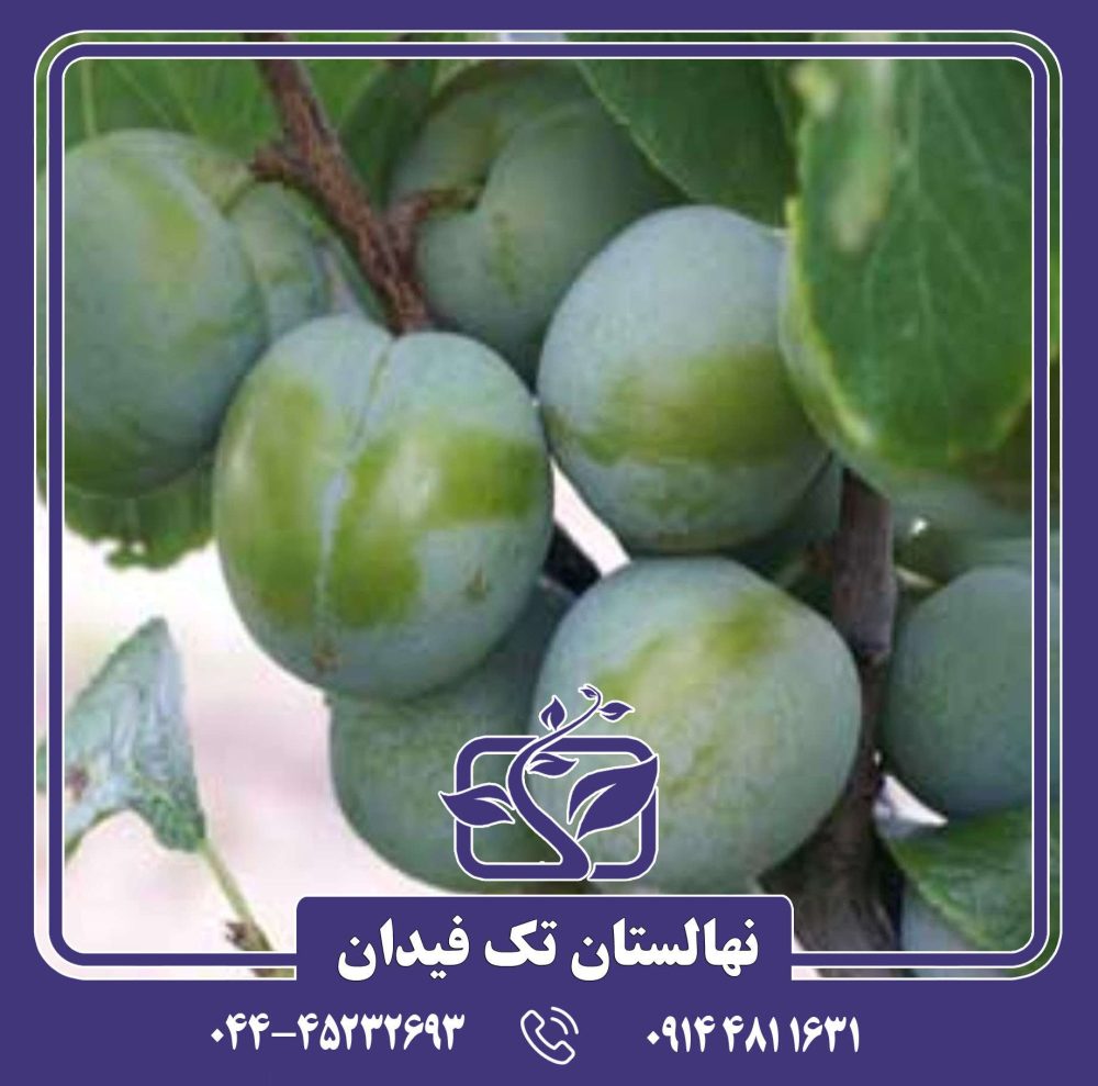 نهال آلوچه رین کلود