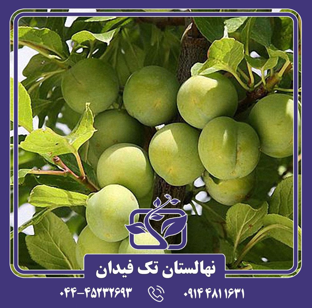 نهال آلوچه رین کلود