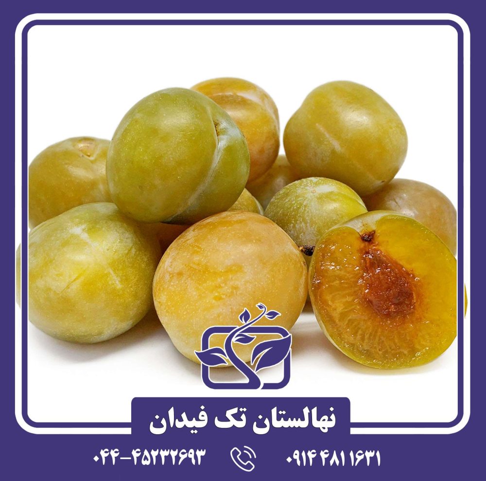 نهال آلوچه رین کلود