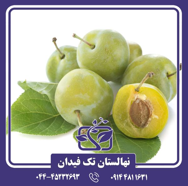 نهال آلوچه رین کلود