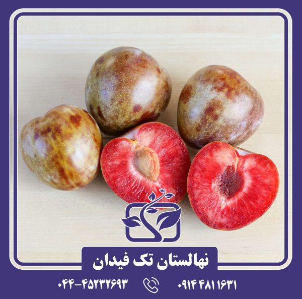 نهال آلو خاکی