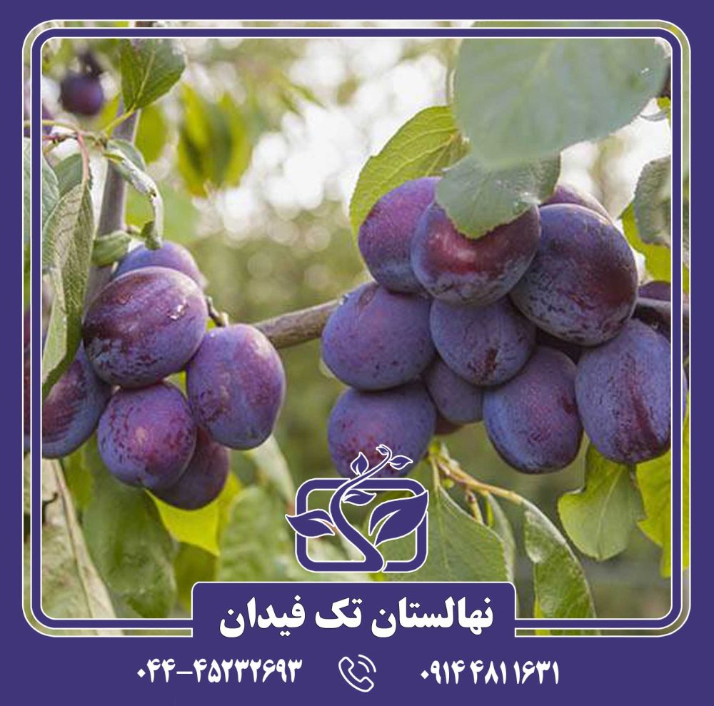 نهال آلو سزار - Image 3