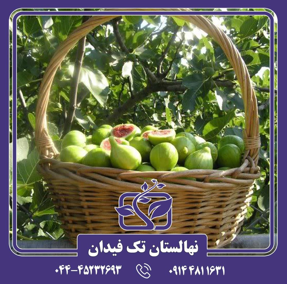 نهال انجیر آدریاتیک - Image 2