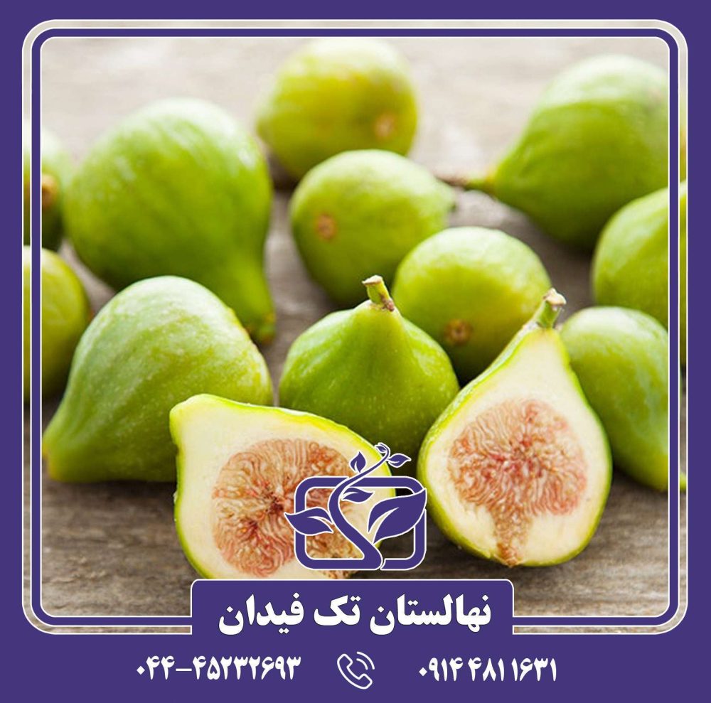 نهال انجیر آدریاتیک