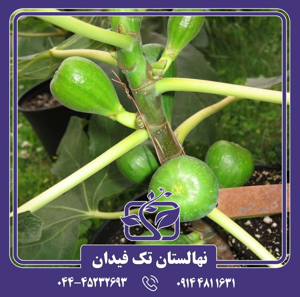 نهال انجیر آدریاتیک - Image 3