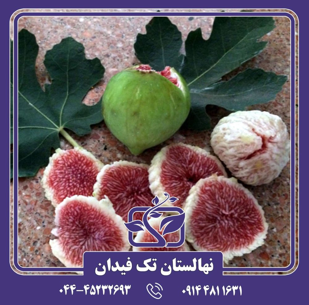 نهال انجیر آدریاتیک - Image 4