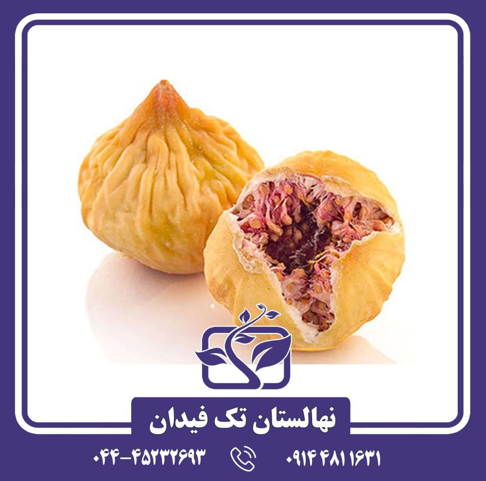 نهال انجیر استهبان - Image 6