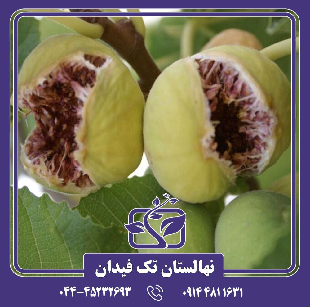 نهال انجیر استهبان - Image 3