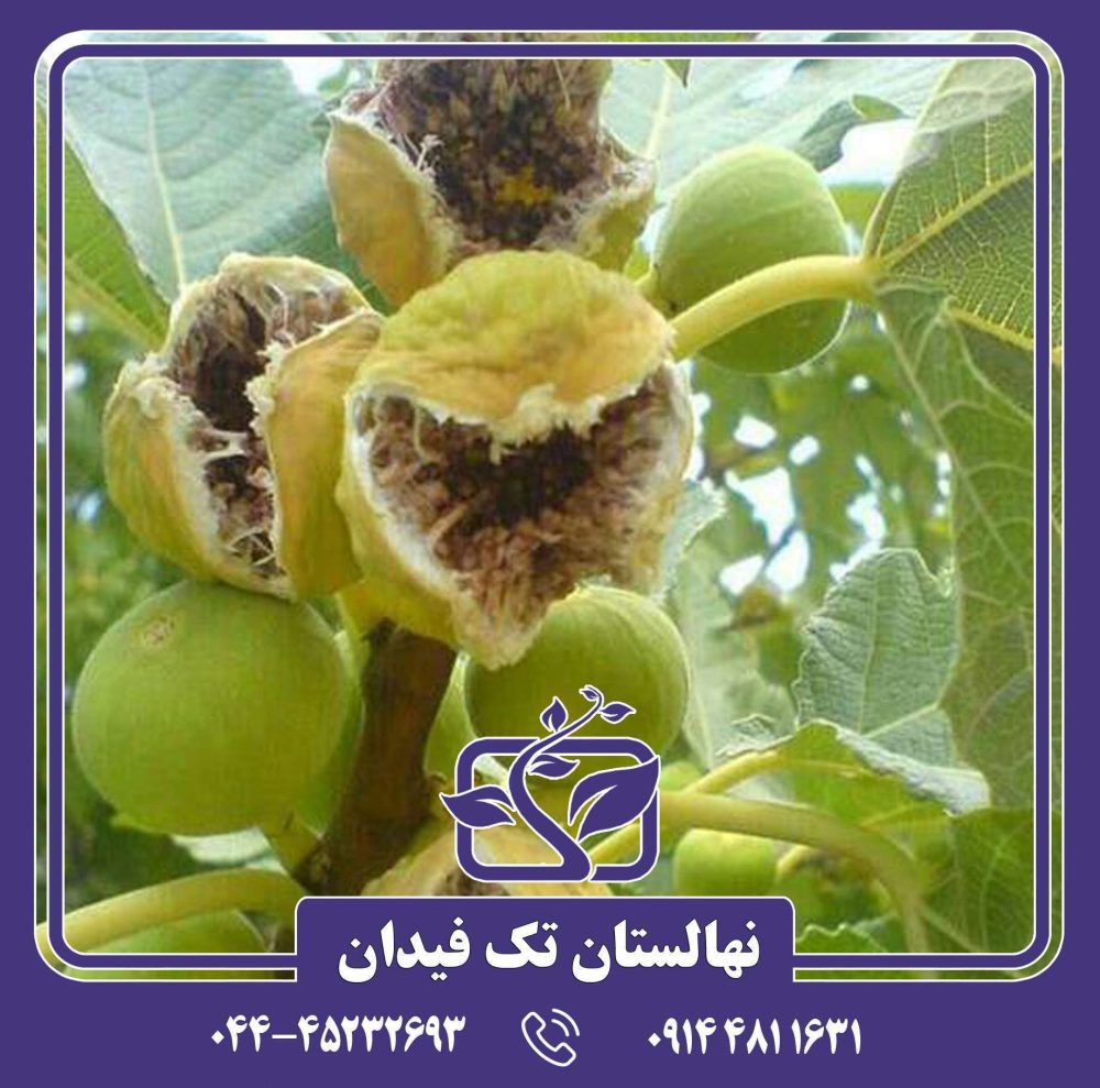 نهال انجیر استهبان - Image 4