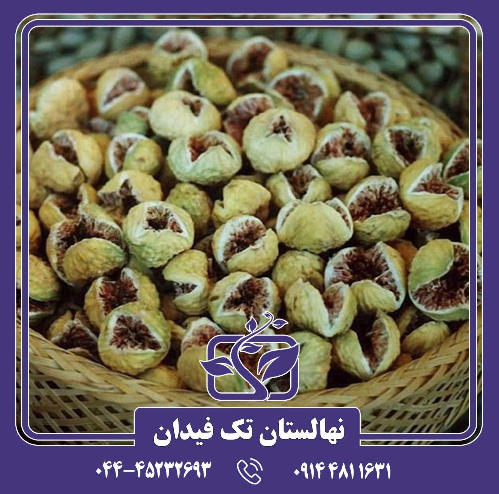 نهال انجیر استهبان
